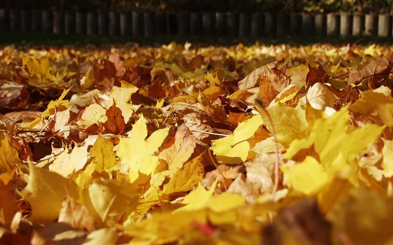 Fallen yellow and brown maple leaves covering the ground in autumn