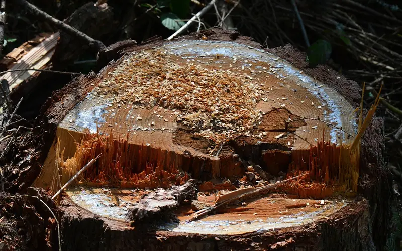 Close-up cross-section of a freshly cut maple stump with visible sawdust and growth rings