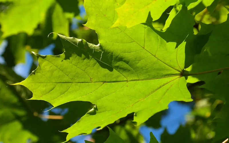 Backlit green maple leaf in summer showing leaf veins