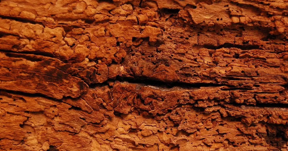 Weathered wood surface with small insect exit holes and crumbling grain