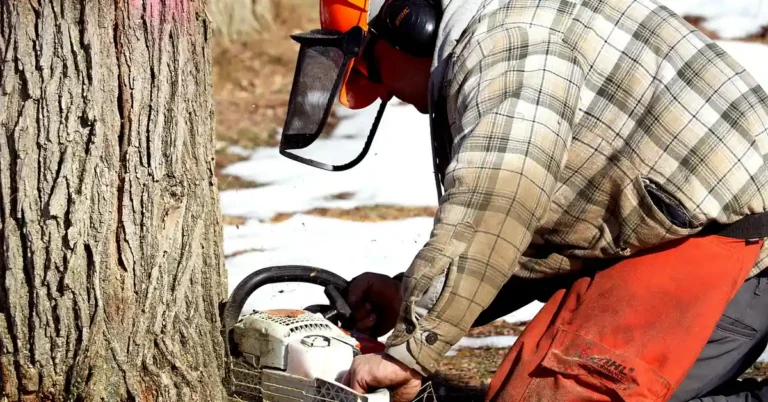 How Do You Kill a Maple Tree? 4 Methods That Actually Work