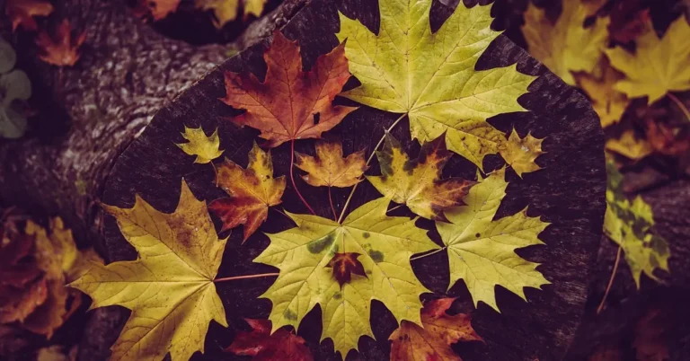 How Many Kinds of Maple Trees Are There? (About 132 Species)