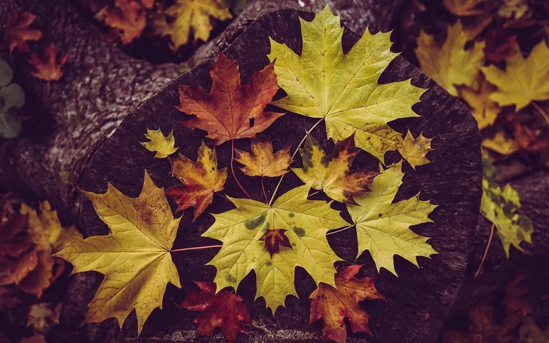 Maple leaves in green, yellow and red arranged on a log end in autumn