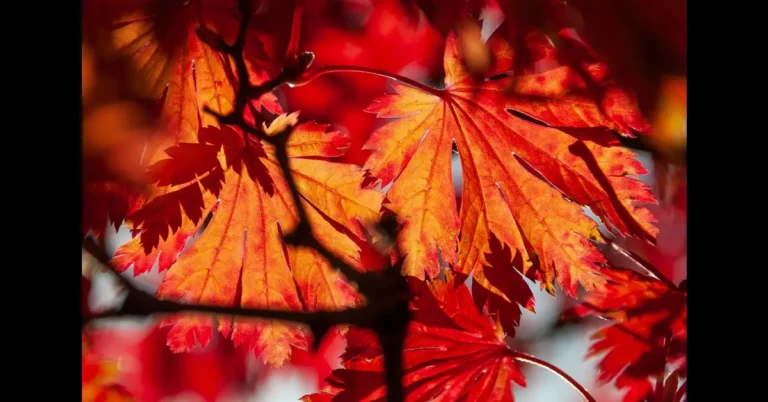 Backlit red and orange maple leaves on a branch in autumn