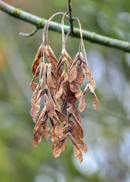 Maple samaras, the winged helicopter seeds, hanging from a branch