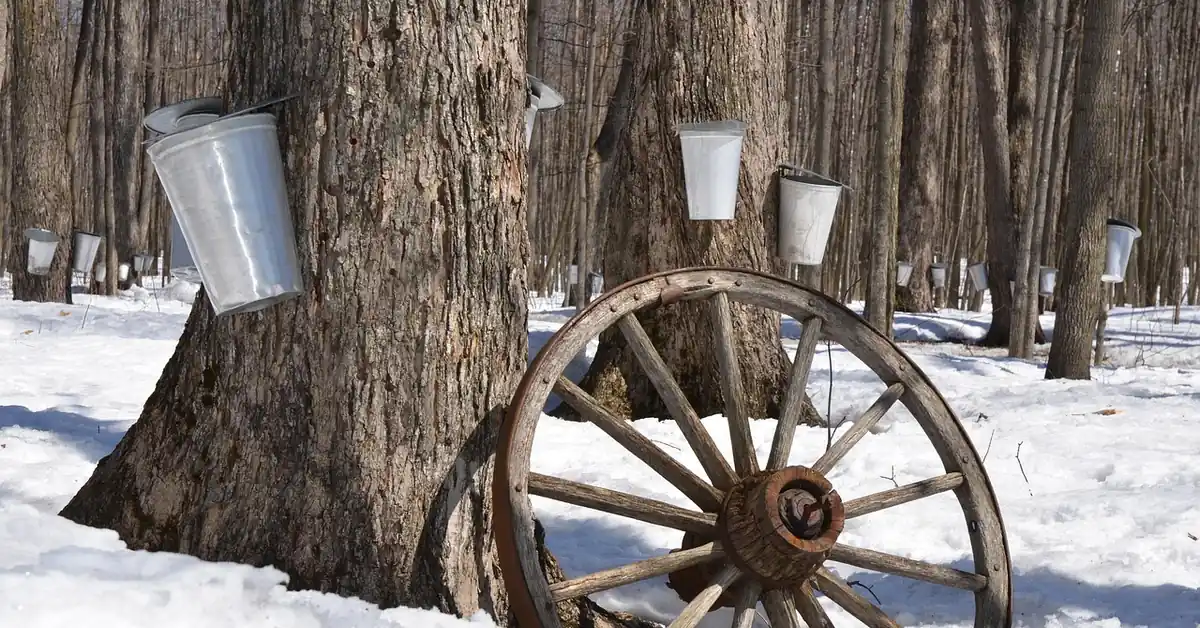 rows of tapped maple trees with metal sap buckets hanging in a snowy sugarbush