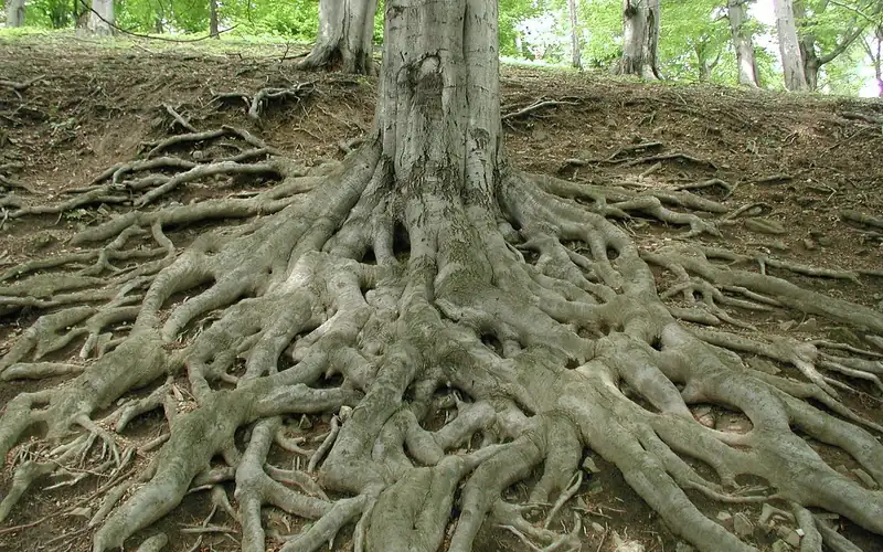 Exposed shallow maple tree roots spreading across the ground near a foundation