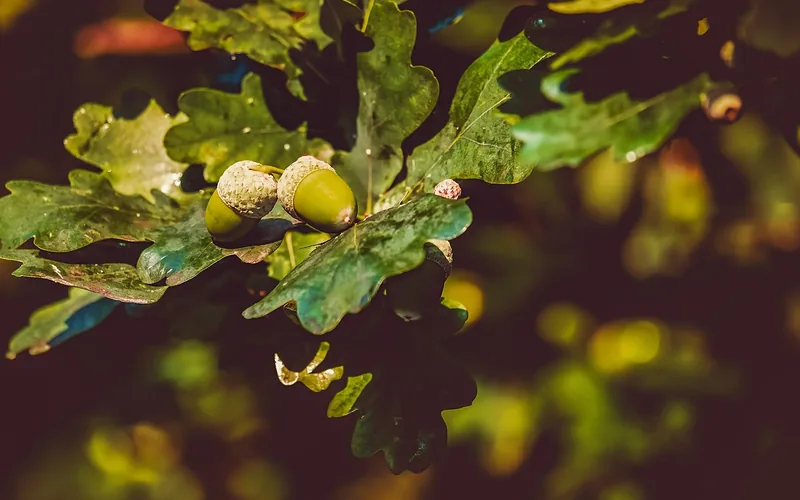 two green acorns still attached to an oak leaf on the branch