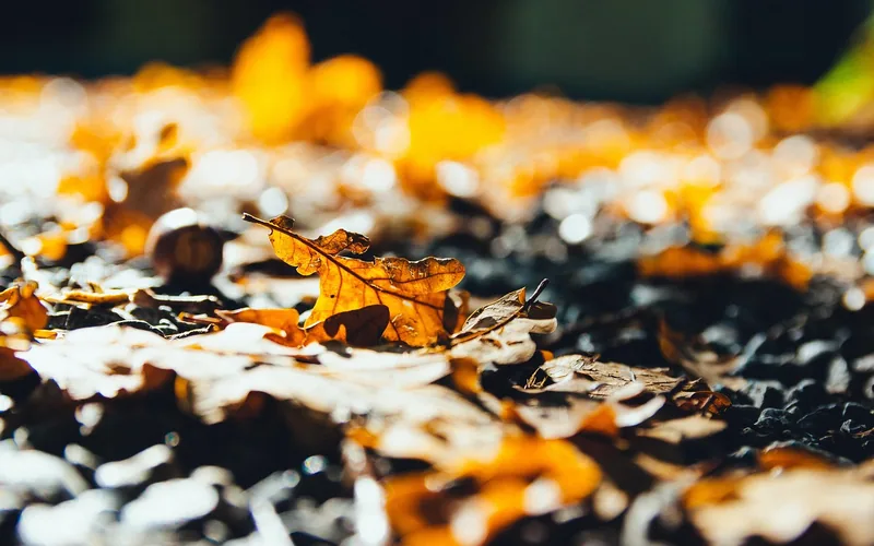 lobed oak leaves scattered on the forest floor in autumn sunlight