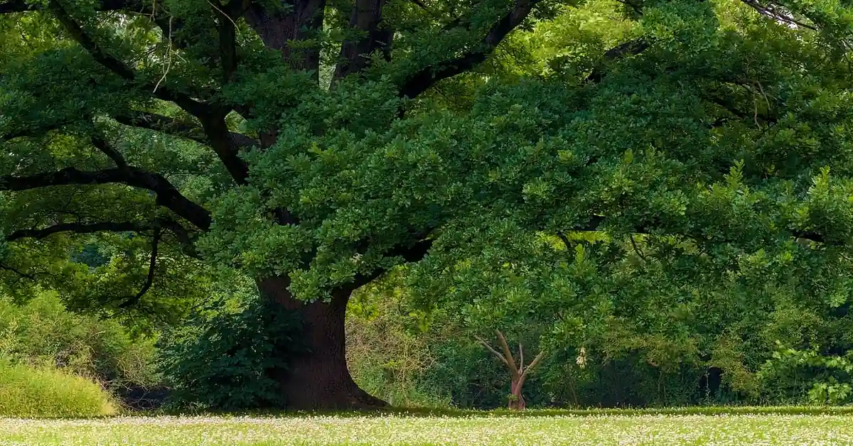 mature oak tree with full green canopy standing in an open meadow