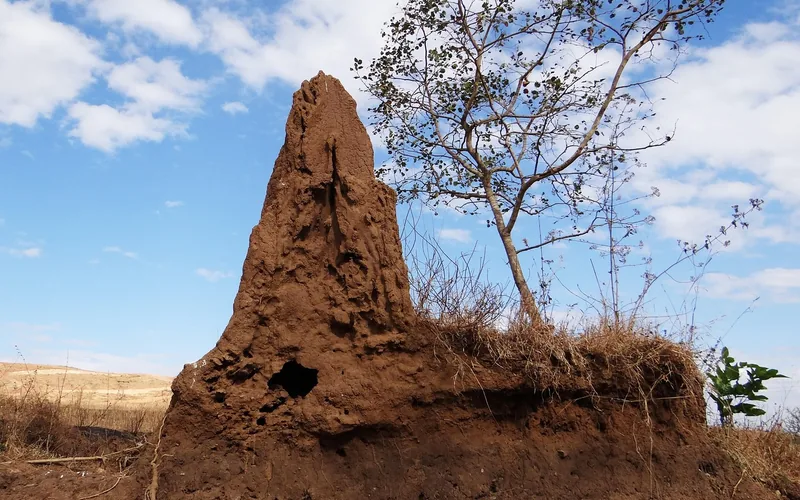 large termite mound built from soil, showing the scale of a termite colony's activity large termite mound built from soil, showing the scale of a termite colony's activity