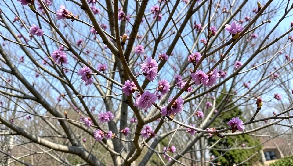 Blooming Eastern Redbud tree with purple-pink flowers