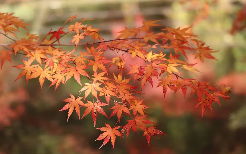 maple leaves closeup on a branch showing pointed star shaped lobes maple leaves closeup on a branch showing pointed star shaped lobes