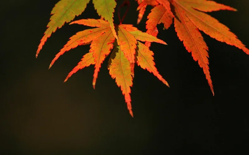 close up of a maple leaf showing pointed lobes and serrated toothy edges close up of a maple leaf showing pointed lobes and serrated toothy edges