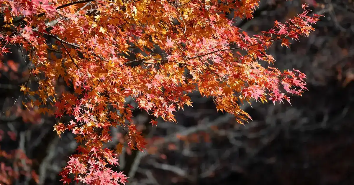 maple tree branch with orange and red autumn leaves showing lobed shape
