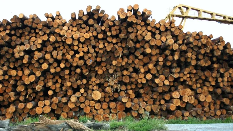Log yard at a sawmill with stacked logs waiting to be cut into lumber