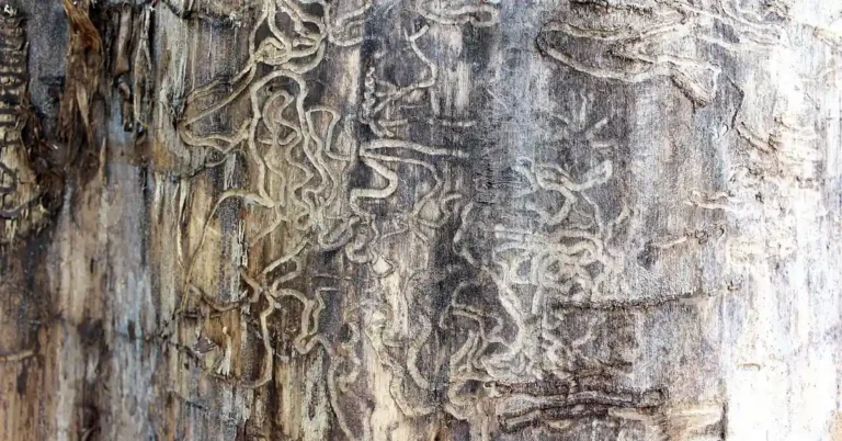 termite galleries and tunnels carved into damaged wood, close-up