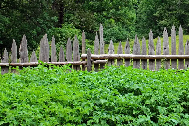 Unstained wood fence weathered to gray without UV-protective stain