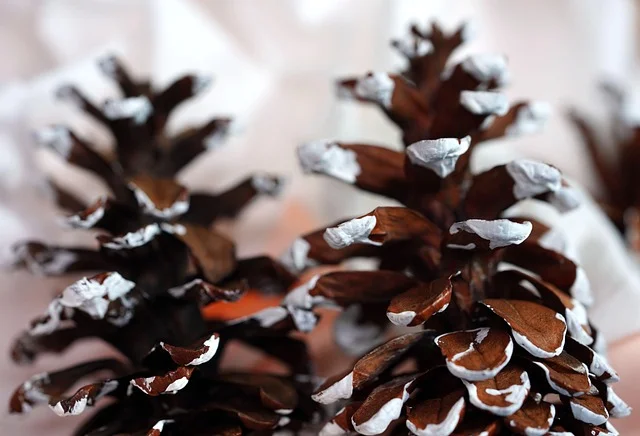 Pine cones painted white on the tips, finished craft result
