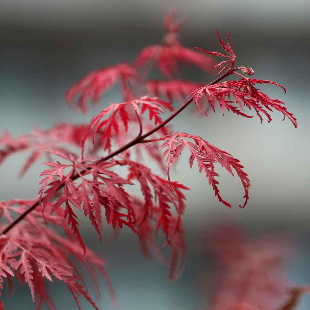 Alternatives And Complements To Coffee Grounds