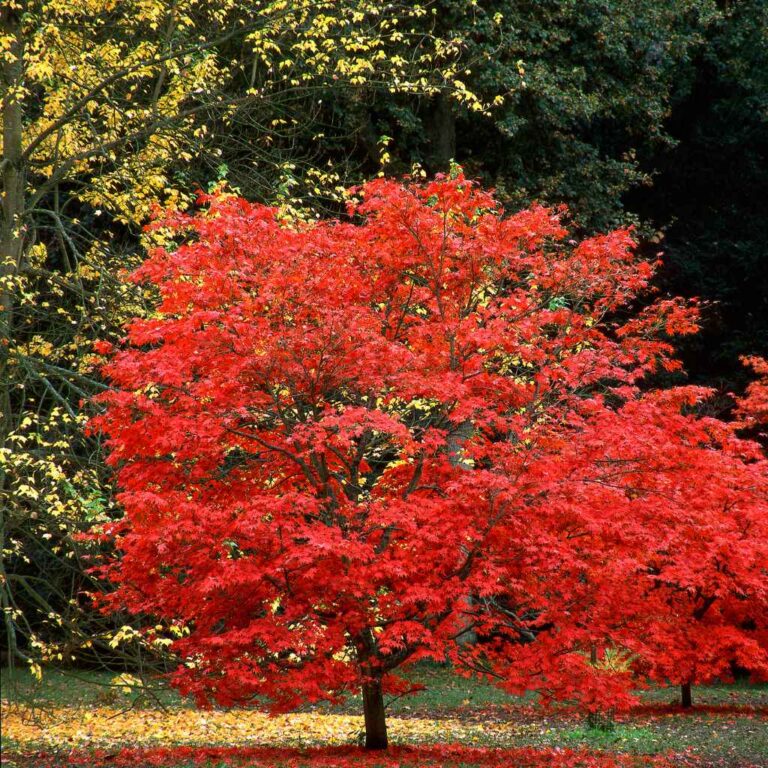 Are Japanese Maple Leaves Edible or Toxic