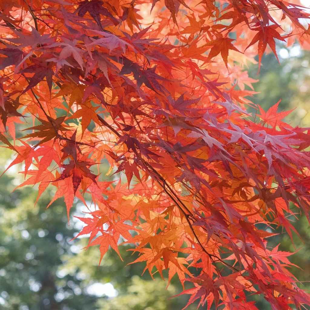 Are Japanese Maples Always Red Full Guide