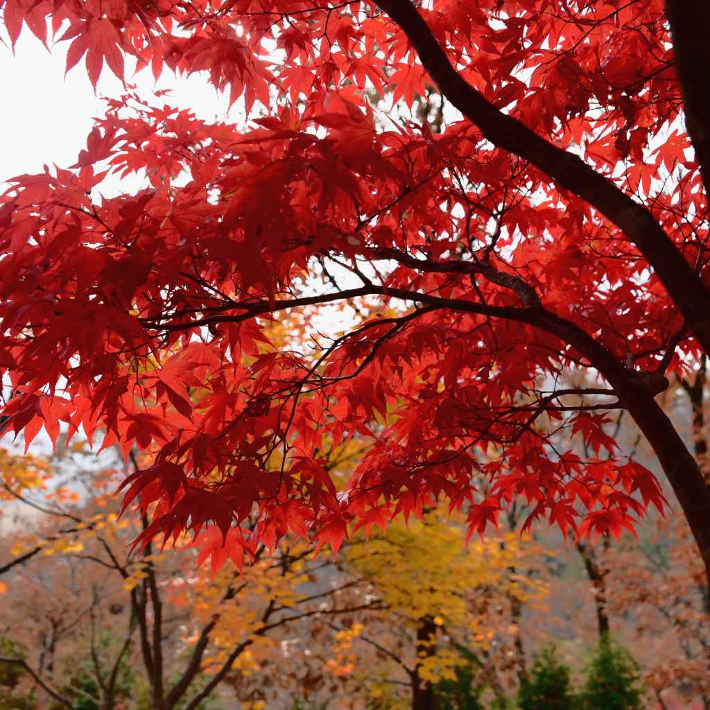 Choosing Best Japanese Maples That Stay Small