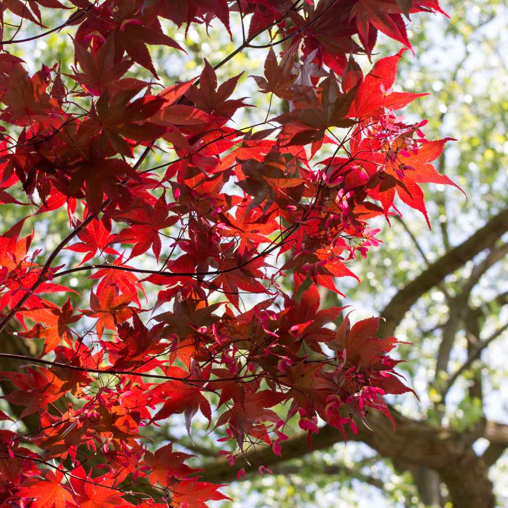 Comparing Small Japanese Maple Varieties