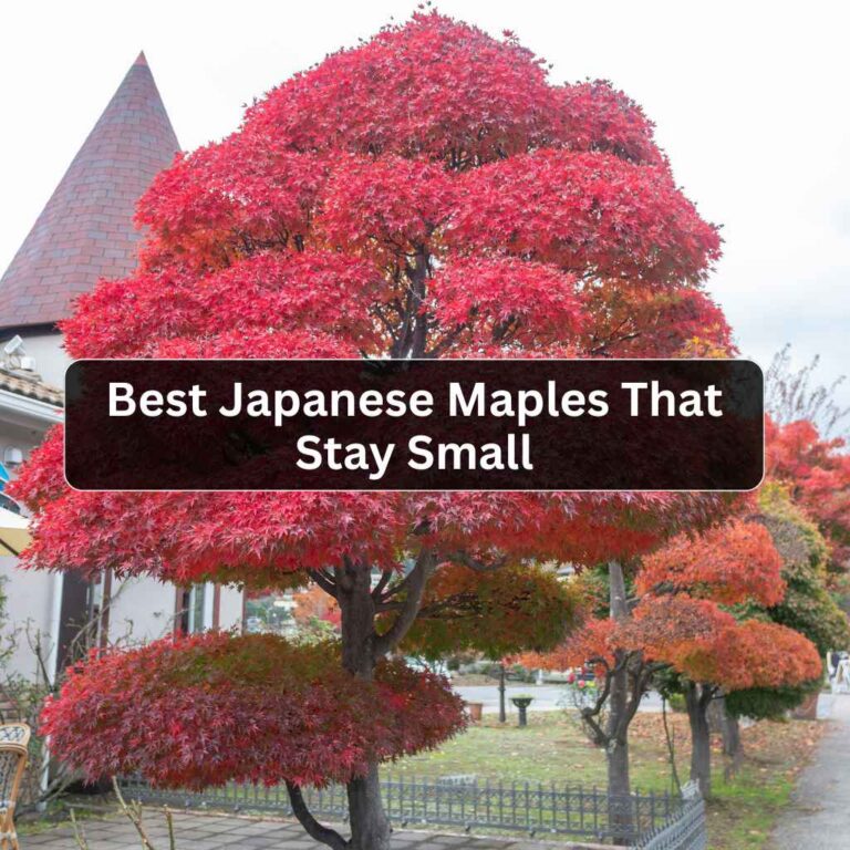 Best Japanese Maples That Stay Small