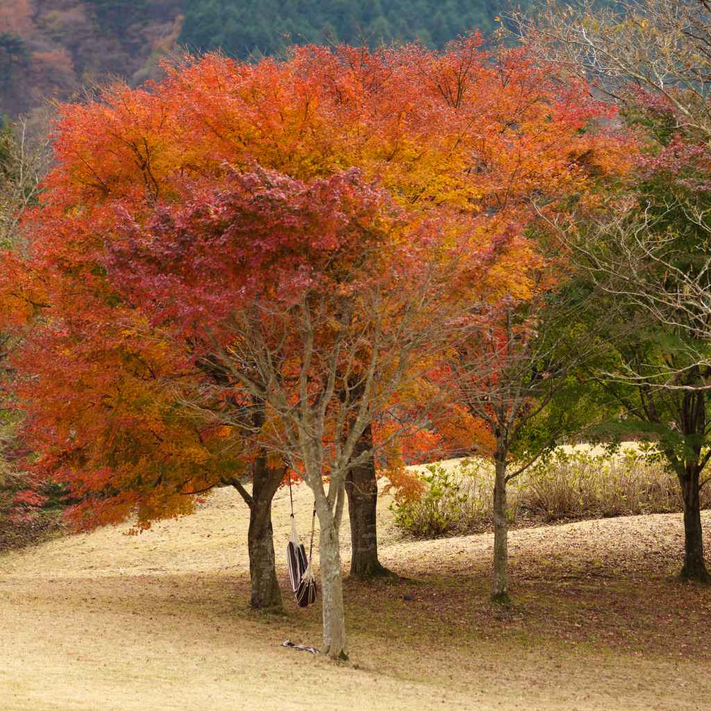 Understanding Florida's Climate for Japanese Maples