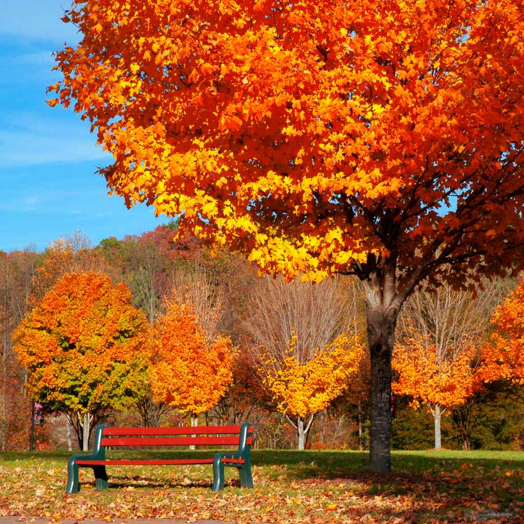 Troubleshooting Common Issues in Florida