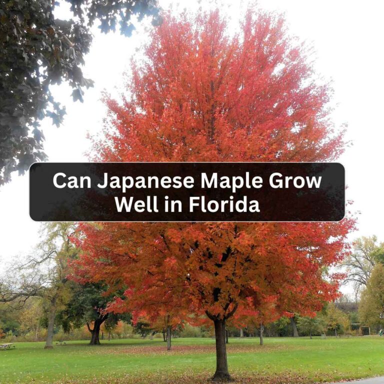 Can Japanese Maple Grow Well in Florida