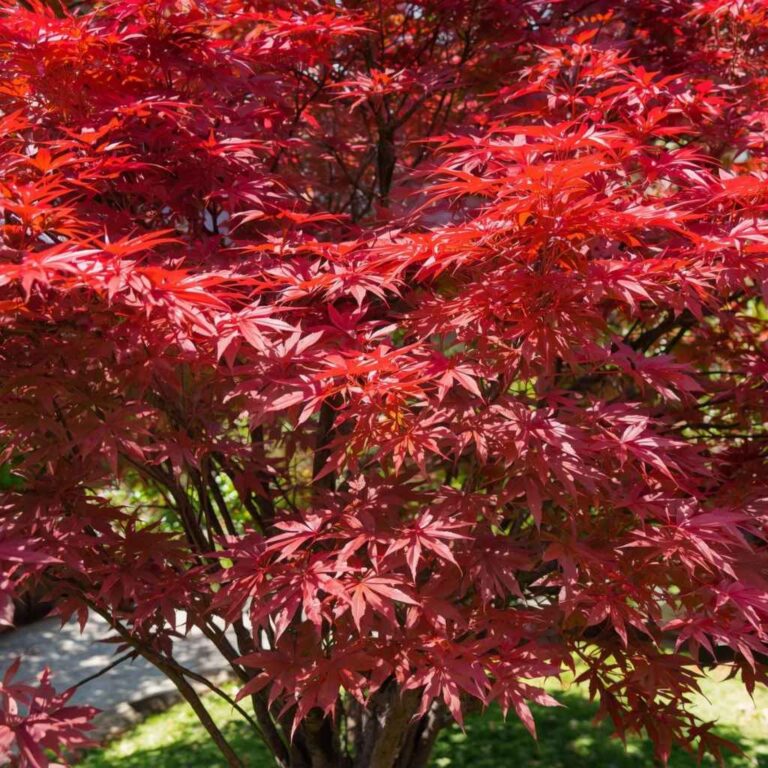 Can Japanese Maple Grow in Zone 9 Successfully
