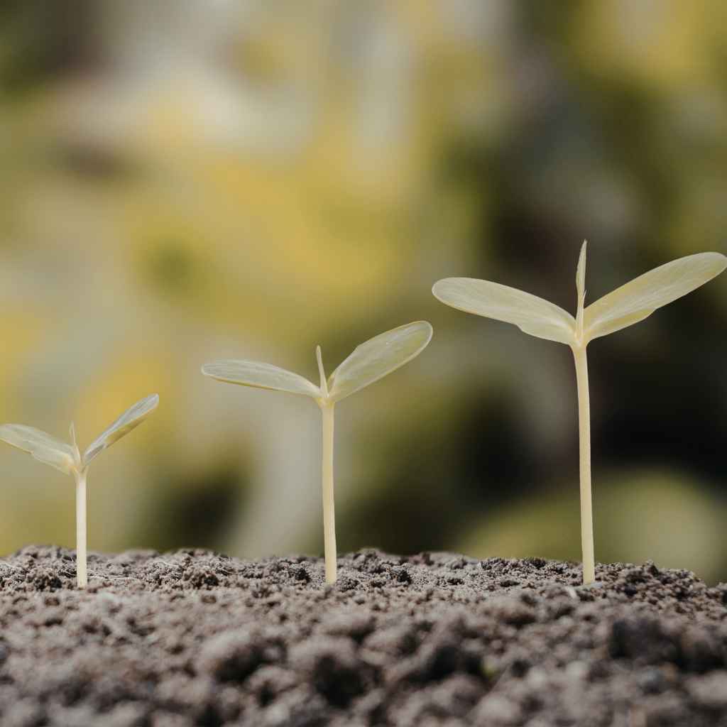 Care for Young Japanese Maple Seedlings