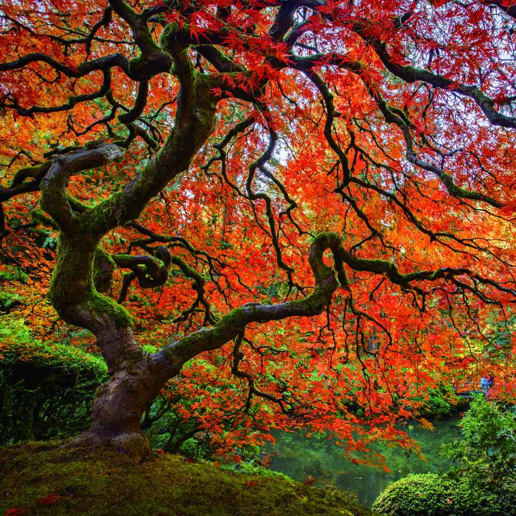 Understanding Japanese Maple Root Systems