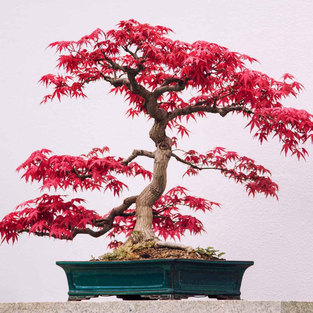 When Root Systems Become a Concern