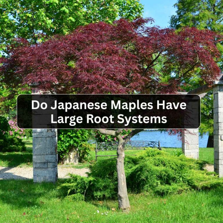 Do Japanese Maples Have Large Root Systems