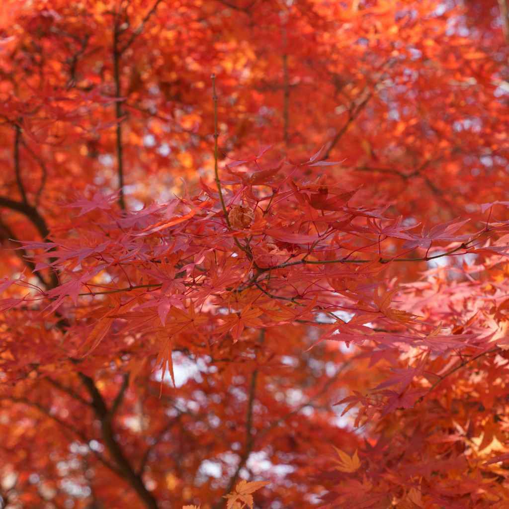 Do Japanese Maples Like Coffee Grounds Expert Answer