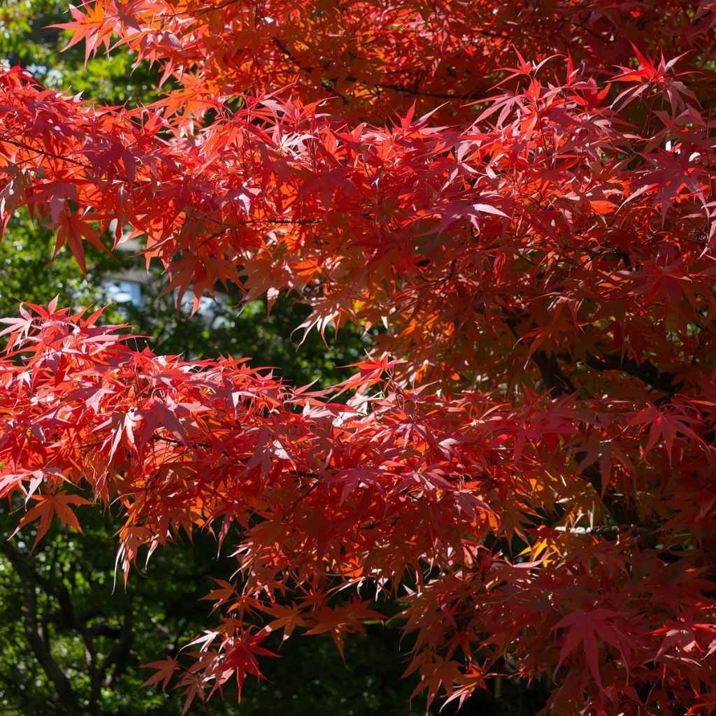 Why Some Japanese Maples Tolerate Sun Better
