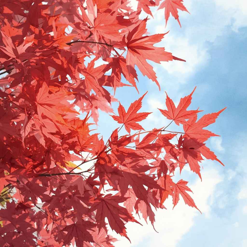 Caring for Your Red Japanese Maple for Maximum Color