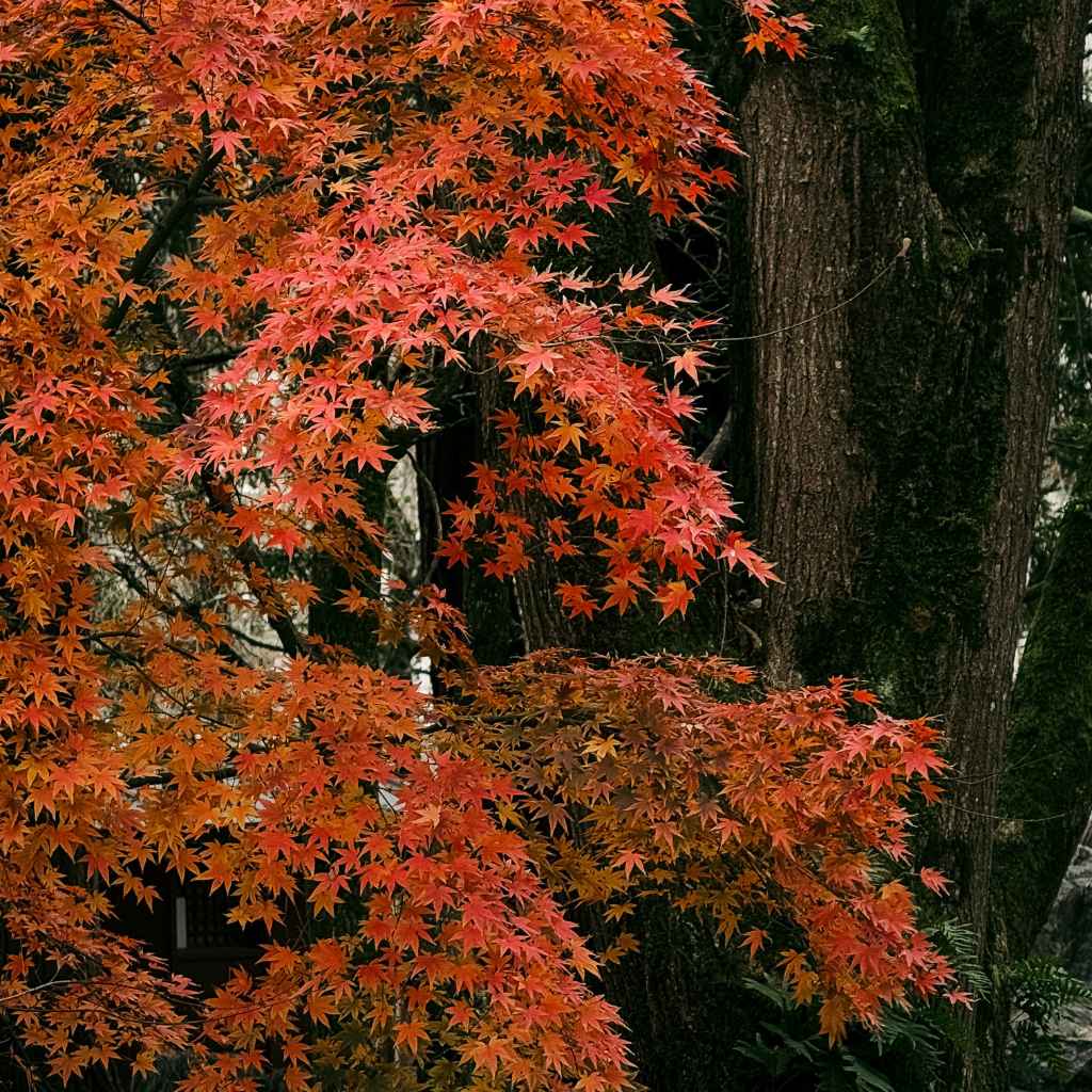 How Big Is a Japanese Maple Root Ball