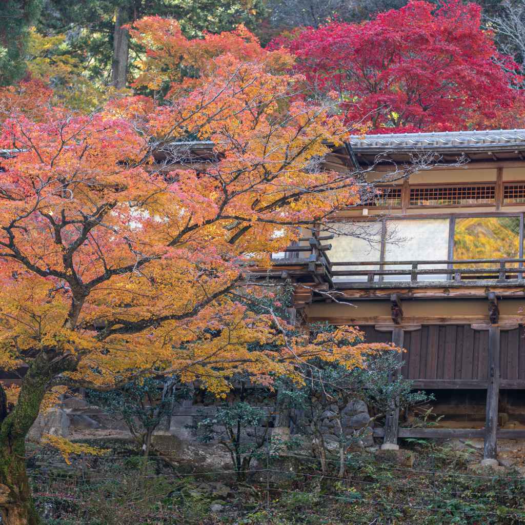 Understanding Japanese Maple Space Needs