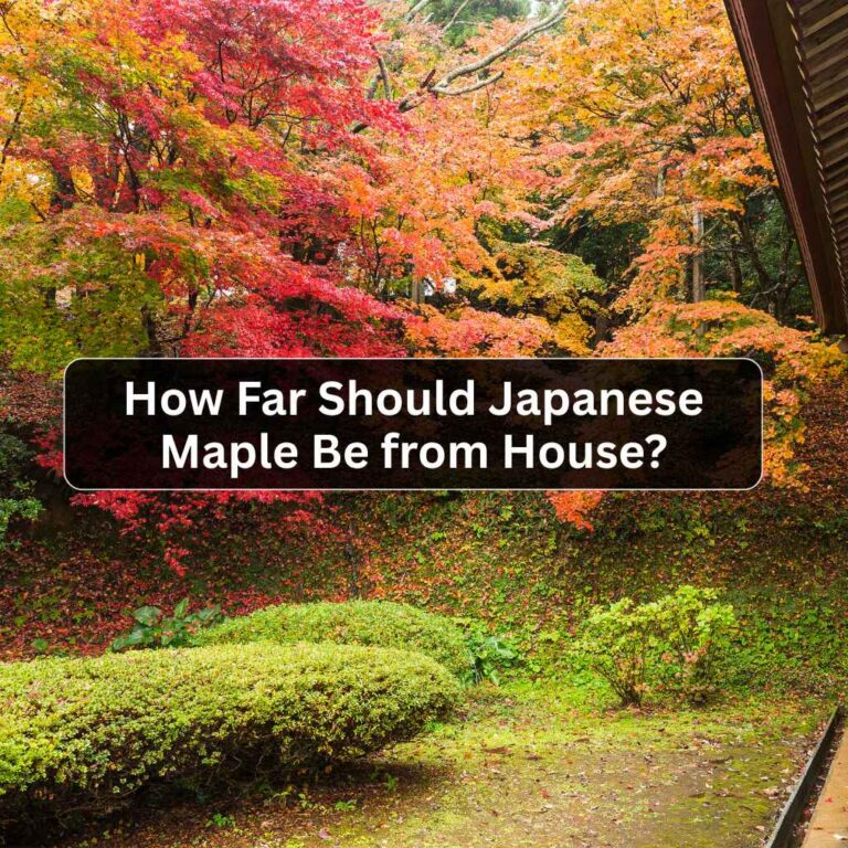How Far Should Japanese Maple Be from House?