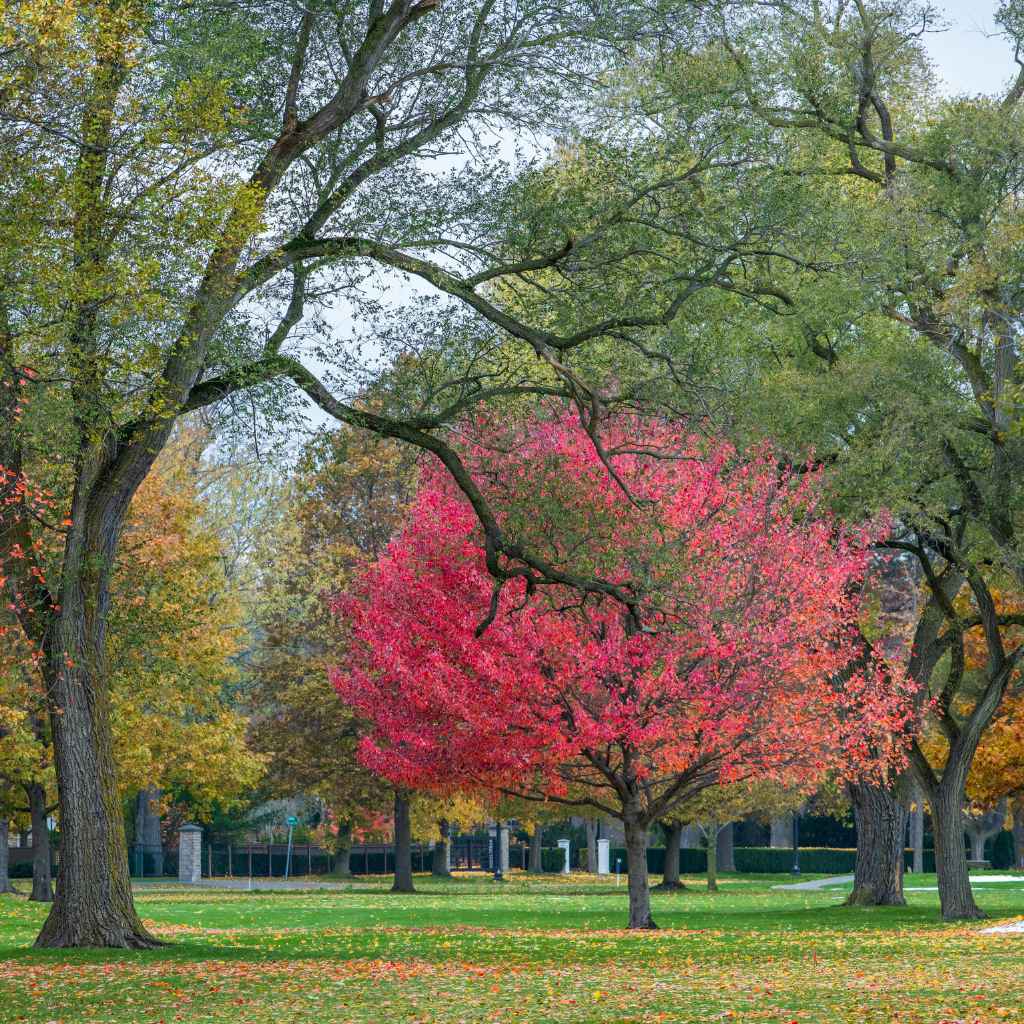 Deciduous Nature of Japanese Maples