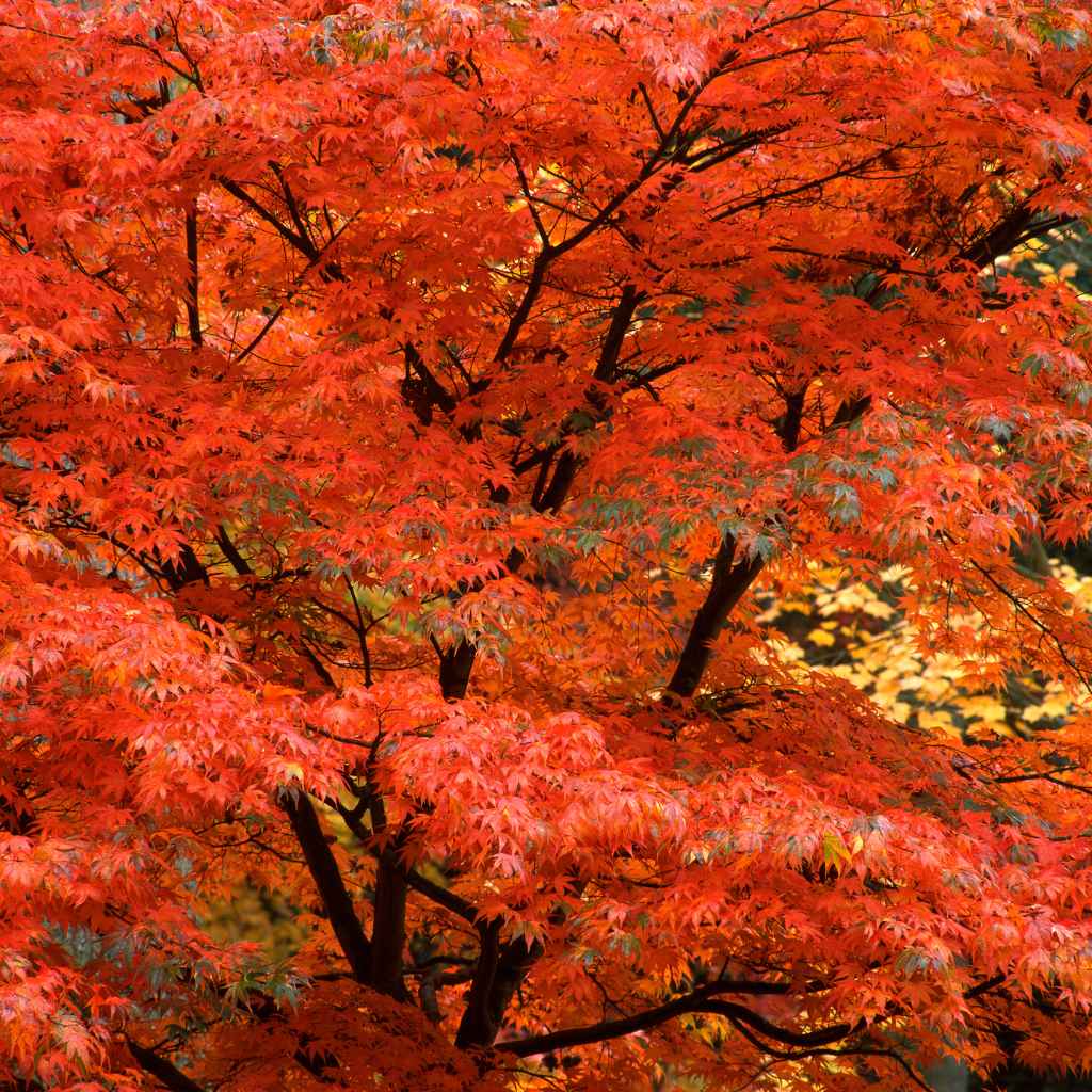 Case Studies and Examples