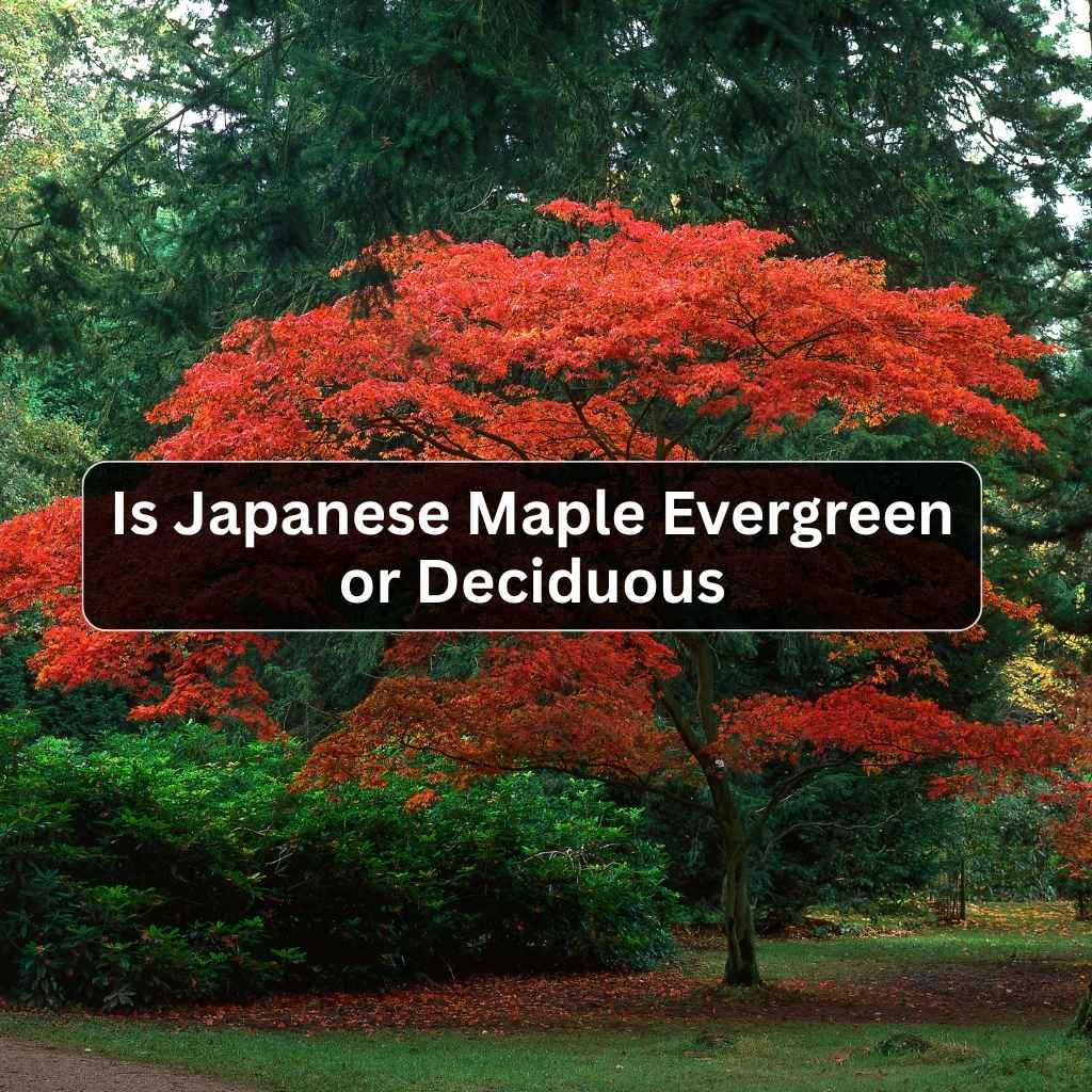 Is Japanese Maple Evergreen or Deciduous