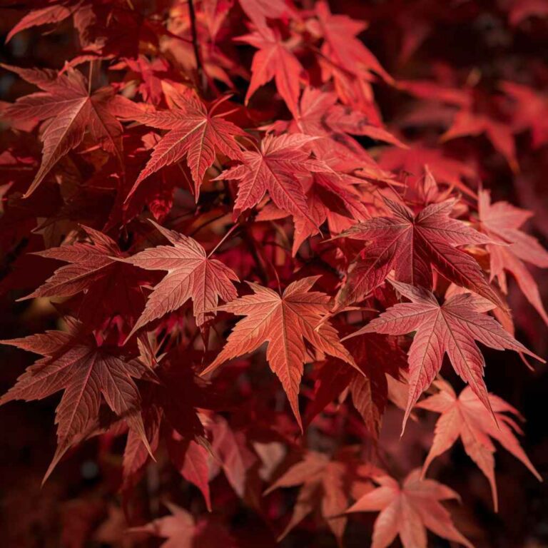 Is Japanese Maple Hardwood or Softwood Explained