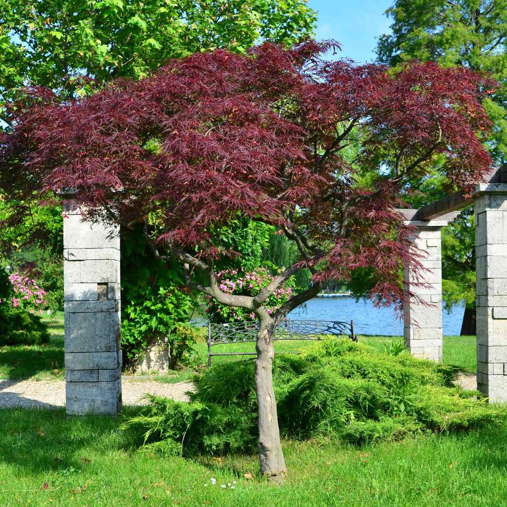 Is Japanese Maple Toxic To Dogs Safety Facts For Breeders And Shelters