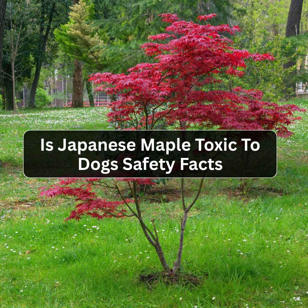 Is Japanese Maple Toxic To Dogs Safety Facts