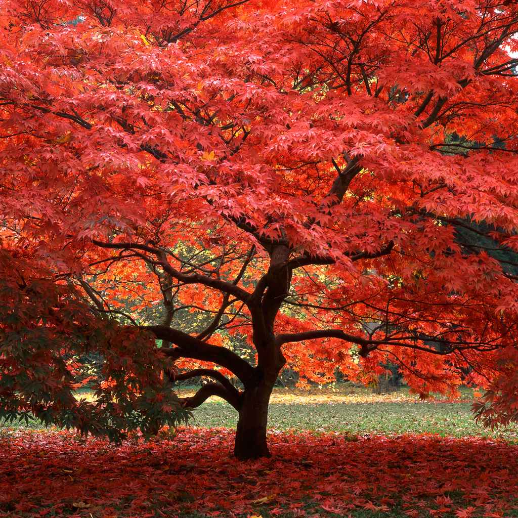 Japanese Maple Leaves Edible or Toxic A Closer Look